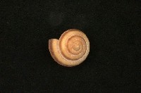 藏品(圓菱蝸牛)的圖片